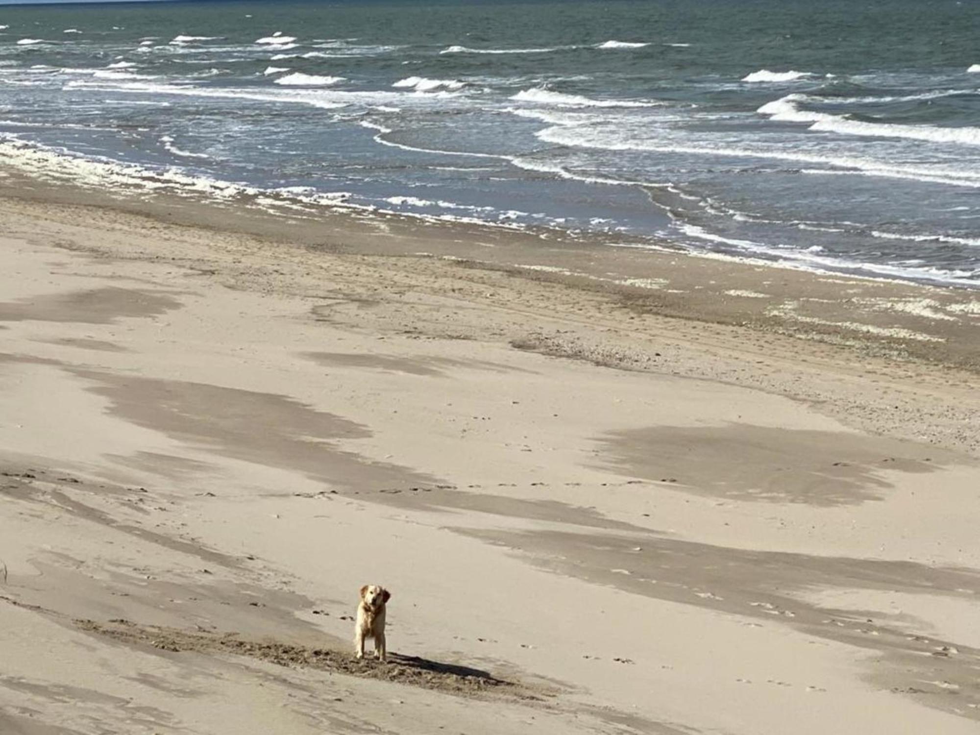 Natur Pur, O4 Neues Ferienhaus Natureingebunden, Familien- Und Hundefreundlich Eingezaeunt Callantsoog Eksteriør bilde